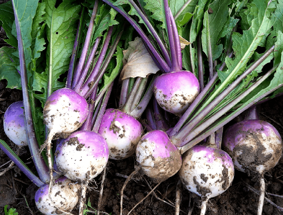 たいこやの農法